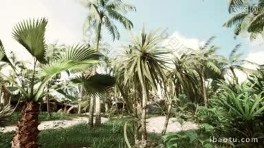 在丛林中<strong>极速</strong>落下椰子